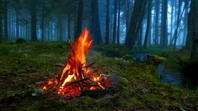 Nice Forest Campfire ws