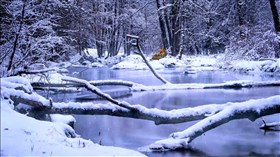 Snowy Creek Fox