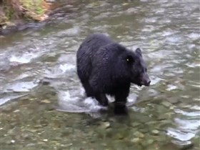 Fishing_Bear