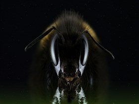 Angry_Bee