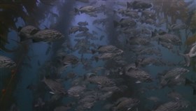 Many_Fishes