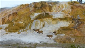 Yellowstone_Deer