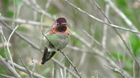 Anna's Hummingdird 2