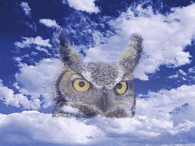 owl_repaired