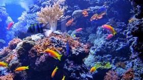Coral Aquarium
