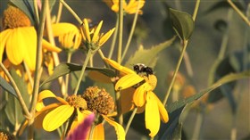 Spring Bee