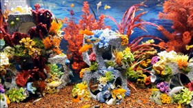 Colorful Aquarium