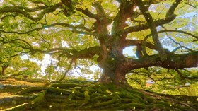 Green Tree