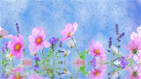 Spring Showers
