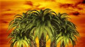 Palm Sunset