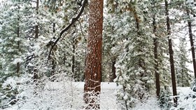 Big Bear Winter