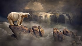 Polar Bear 4K