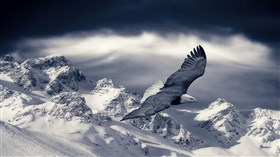 Winter Eagle 4K