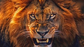 4K Lion King