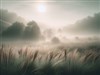 Morning Fog
