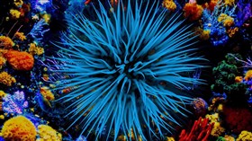 Coral Paradise