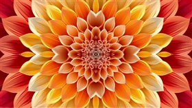 pascal petals