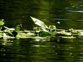waterlily pond