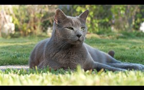 The cat on the grass