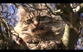Cat on the tree