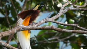 A Bird