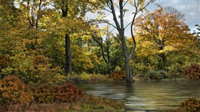 Autumns Glory LV