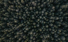 Aerial View of Forest