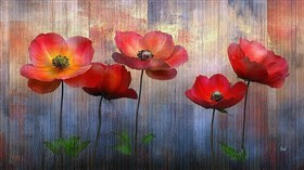 Poppies N Wood