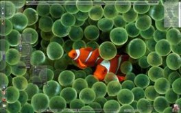 GlassClownFish