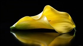 yellow calla lily