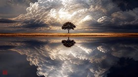 A solitary tree