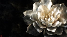 A white flower