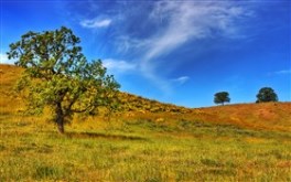 Tree Hill