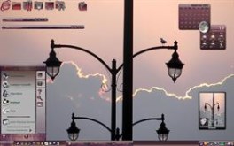 Sunset gull