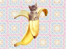 'NanerPuss