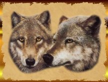 Grey Wolf