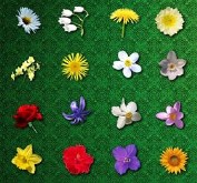 Flower Icons