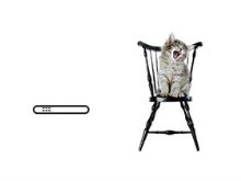 Singing Cat
