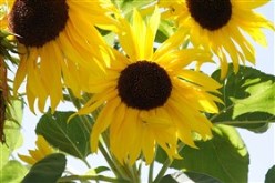 Summer Flowers