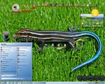 Colorful Skink 