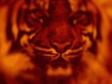 Fire Tiger