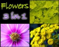 Flowers you'll love (3 in 1)