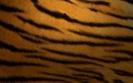Tiger Stripes