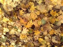 Autumn