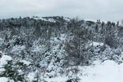 Winter Beaut