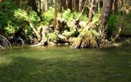 Isolated Nature