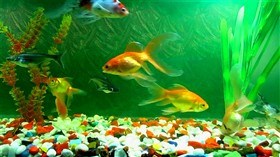 Aquarium II