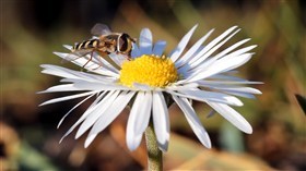 Honey Bee