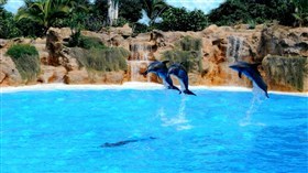 Dolphin_Pool