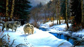 Indian_Camp_Wolfs